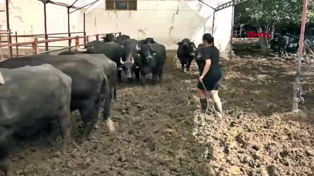 İş bulamayınca köyüne dönüp manda sütü satmaya başladı: Şimdi patron oldu! İletişim fakültesi mezunuydu, besici oldu 9